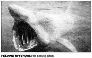 FEEDING OFFSHORE: the basking shark