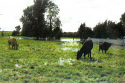 Ian faced a five hour battle to rescue his livestock.