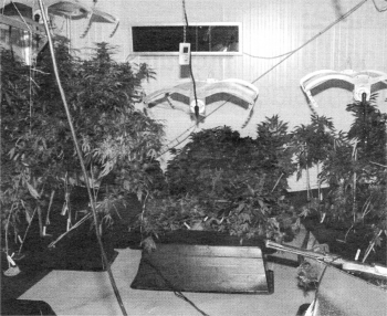 The cannabis plants that were found in Poleglass at the weekend.