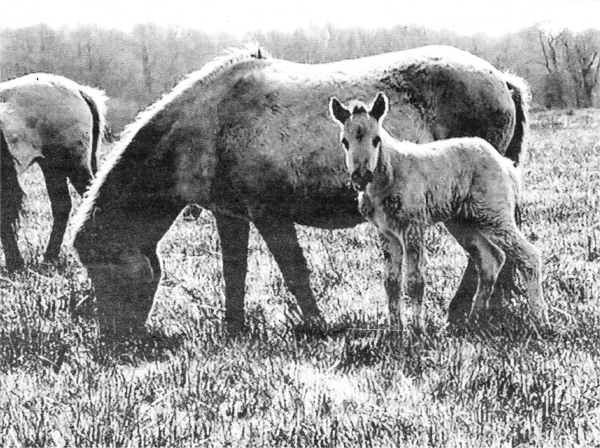 Portmore Paddy which was born at Portmore Lough on St Patrick's Day.