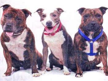 Left to right: Diesel, Missy and Roxy. Diesel and Roxy died last weekend after being poisoned at their home in Manor Park.