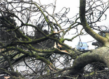 A fallen tree on the Long Lig road near Nutts Corner roundabout in Co Antrim closed the road, after heavy winds leaving some cars damaged.