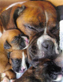 The puppies are reunited with their mother. Pic by Alan Lewis, Photopress.