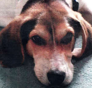 Cody, the beautiful 6-month-old beagle pup