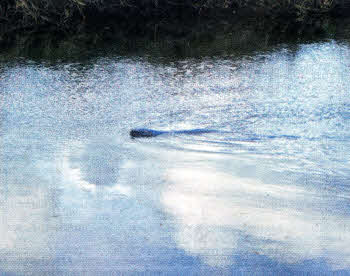 The seal in the Lagan which has been under attack.