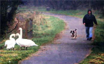 Swans on the Lagan Towpath. US4909-101A0