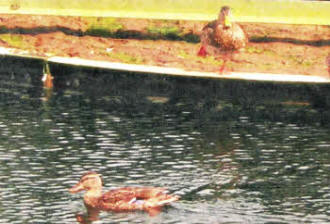 The duck family in their `quacking' home at Dunmurry Wastewater Treatment Works.