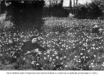 Edna McBride (later Chapman) and Harold McBride in a field full of daffodils at Demiville in 1939.).