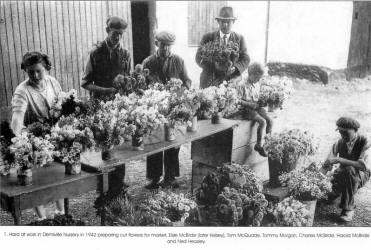 Hard at work in Demiville Nursery in 1942 preparing cut flowers for market, Elsie McBride (later Kelsey), Tom McQuade, Tommy Morgan, Charles McBride, Harold McBride and Ned Heasley.