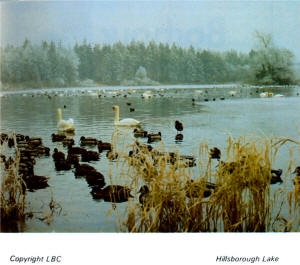 Hillsborough Lake.