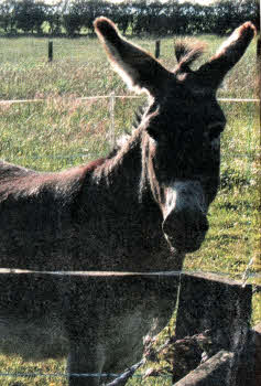 This donkey grazes peacefully in the Craigantlet Hills outside Belfast. The donkey was used by previous generations for curing whooping-cough.