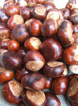 Anyone for conkers?