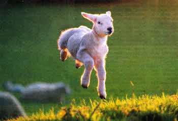 The photograph of a lamb taken by local photographer Cliff Donaldson, which scooped the top prize at the recent 'Star Prize for Photography'