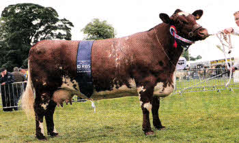James Porter with one of his cattle at the Royal Highland Show which won the coveted Native Groups Championship.