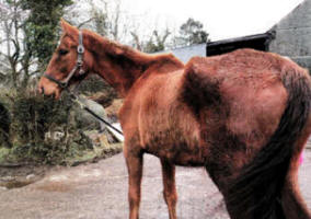 Bones protruding from the horse discovered on a farm last month.