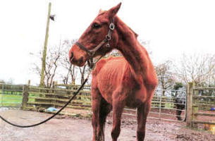 One of the horses which was taken off a farm recently and now on a refeeding programme.