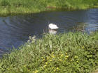 Swan on the Lagan