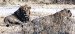 A pride of lions during safari in Ruhua National Park.